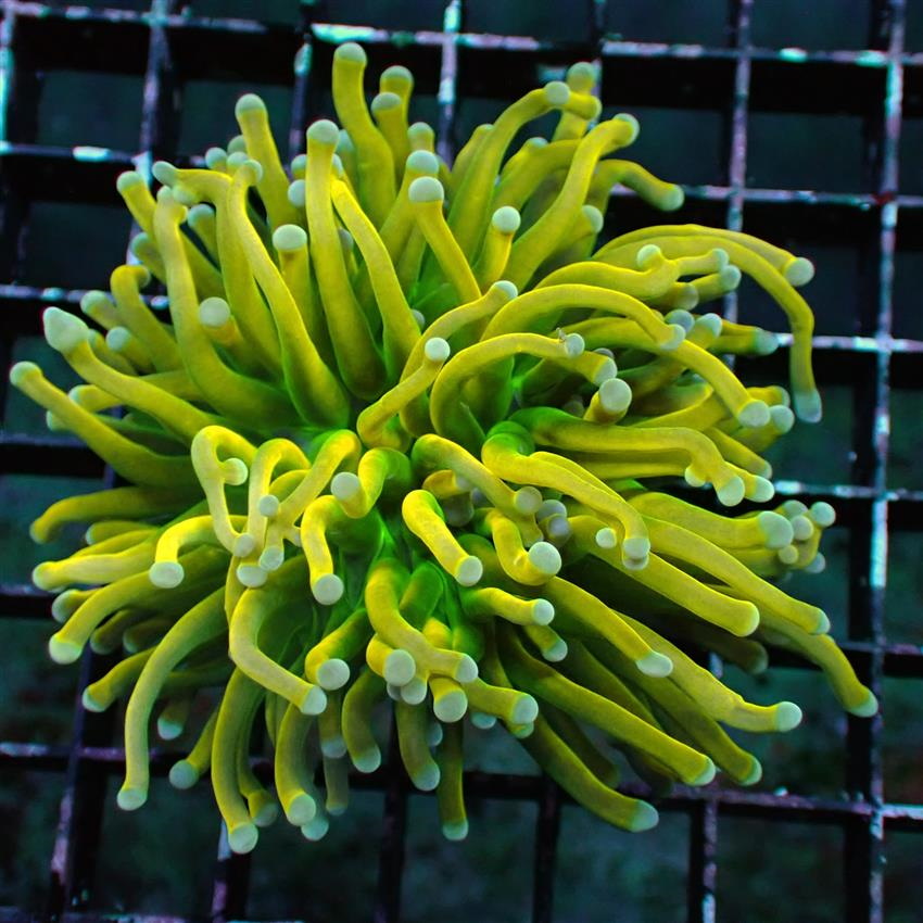 Holy grail torch coral