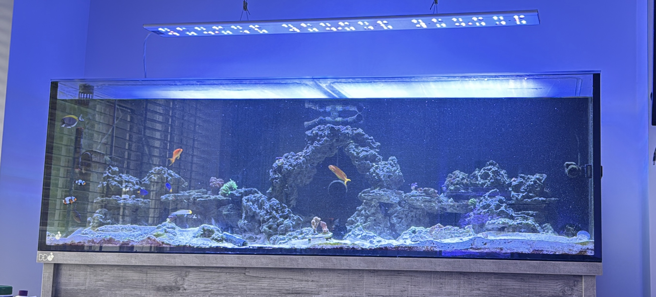 Reef aquarium progress photo in the upcoming MyReefPal app