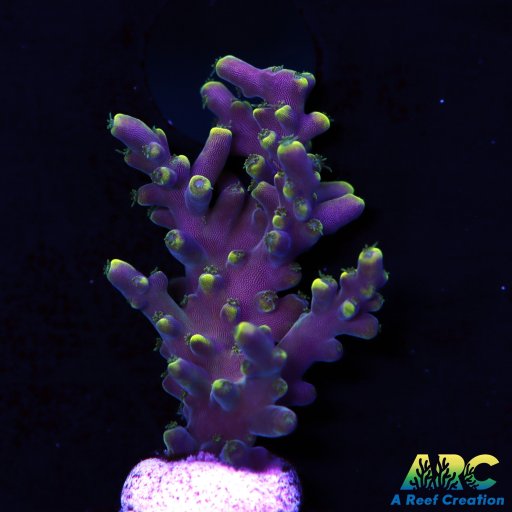 TCK New Dragon Acropora coral