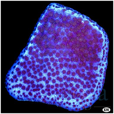 Purple Montipora coral