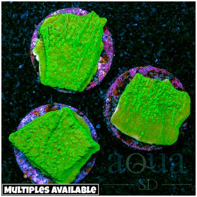Green Montipora coral