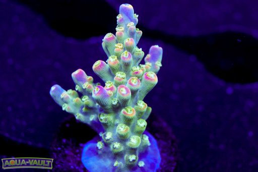 JF Shocktart Acropora coral