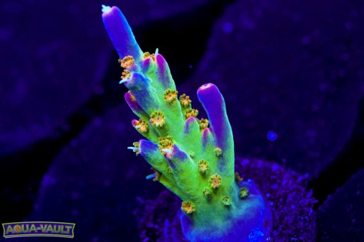 BC Bubble Bath Unicorn Acropora coral