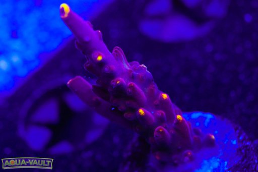 JF Foxflame Acropora coral