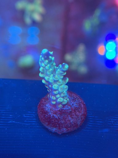 Blueberry Ice Acropora