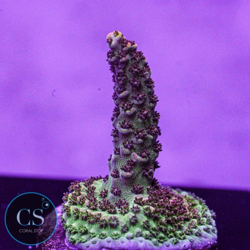 TSA Fruity Pebbles Acropora coral