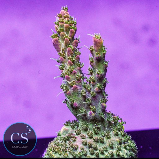 CC Voodoo Majick Acropora coral
