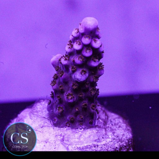 Arc Fireworks Acropora coral
