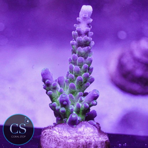 Cali Tort Acropora coral