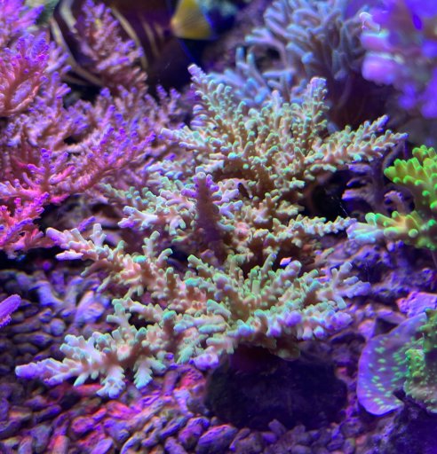 Acropora Carduus green - Colony 4"+ (Collection Only)