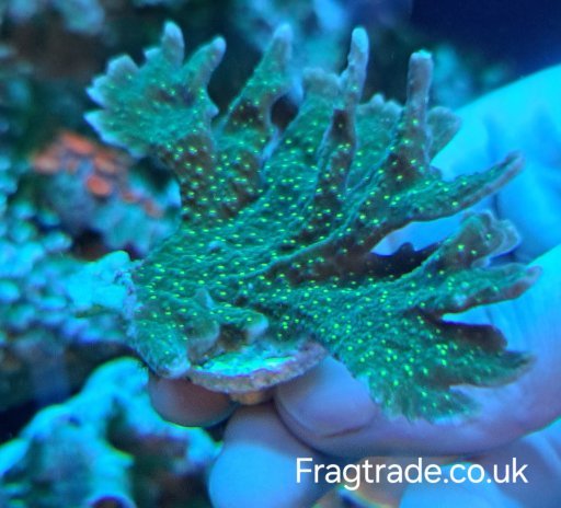 WYSIWYG Montipora Hirisuta (UK Grown)