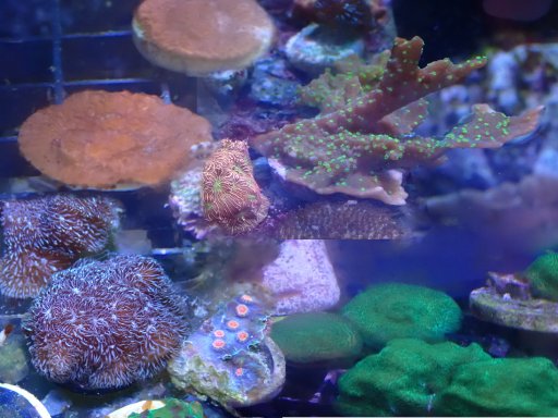 FRAGPACK (SPS FragPack)- Psammacora, Montipora, Hirsuta, Pavona
