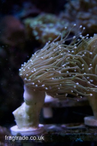 WYSIWYG Holy Grail Torch Coral (UK Grown)