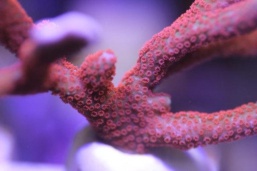 Forest Fire Montipora