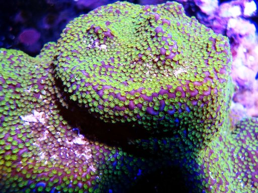 Rainbow Montipora coral