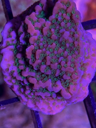 Tropic Thunder Montipora coral