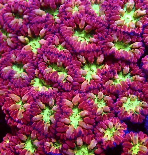Cherry Lips Blastomussa Merletti Frag 5 Heads