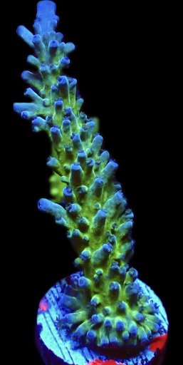 Electric Miyagi Acropora coral