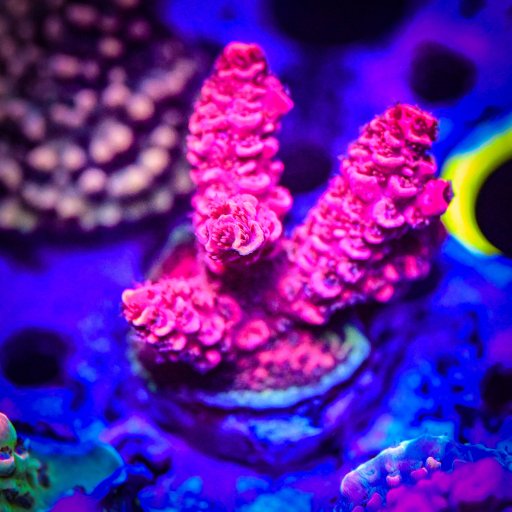 RC Furiosa Acropora coral