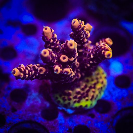 RC Heatwave Acropora coral