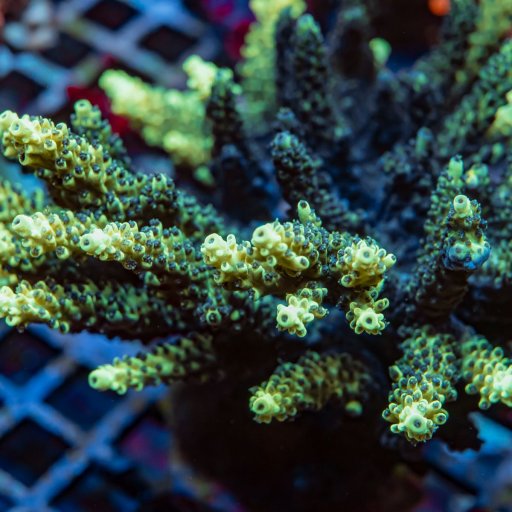 Black Sun Coral coral