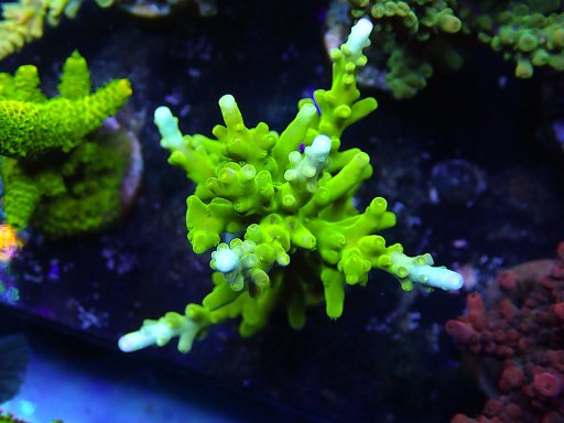 INDO Acropora coral