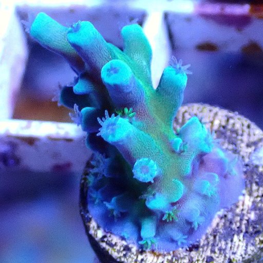 Oregon Tort Acropora coral