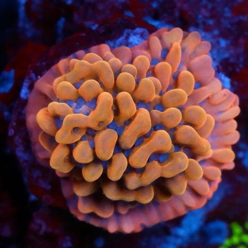 Alter Ego Pawa Montipora Palawensis