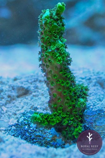 Bali Slimer Acropora