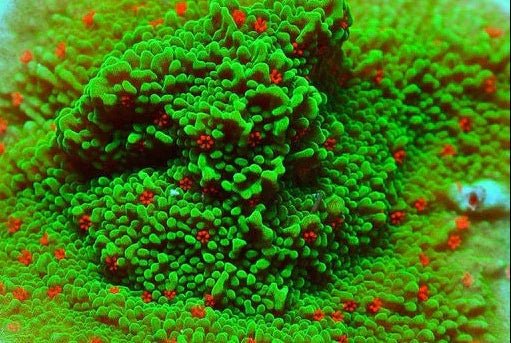 Chilli Pepper Montipora