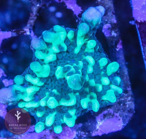 Appleberry Palawensis Montipora