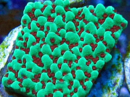 Grinch Montipora
