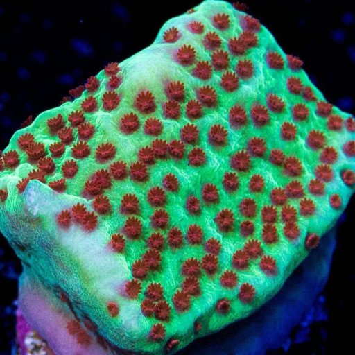 Jedi Mind Tricks Montipora