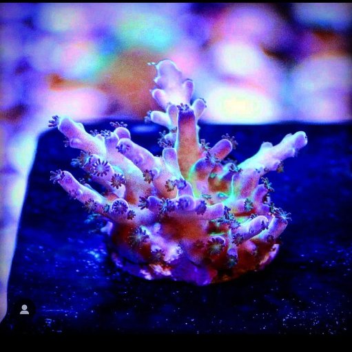 Migi Tort Acropora (Cali)