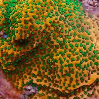 Tropic Thunder Montipora
