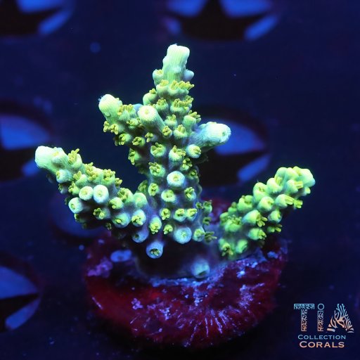 ora purple plasma Acropora coral