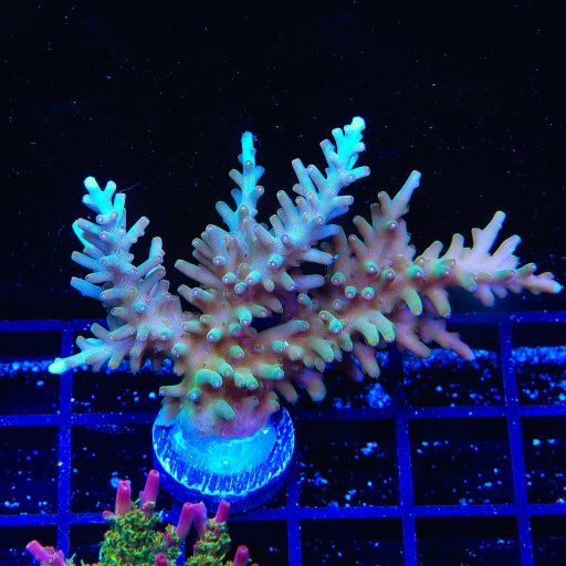TSA GI Dragon Acropora coral