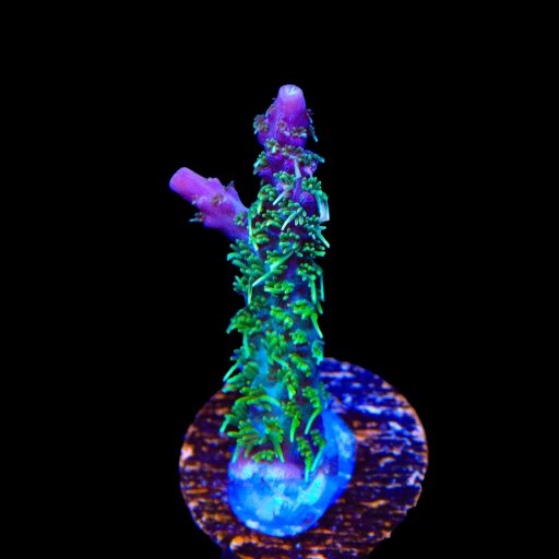 Grape Ape Acropora coral