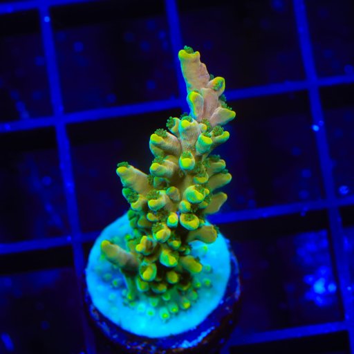 TSA Rainbow Fever Acropora coral