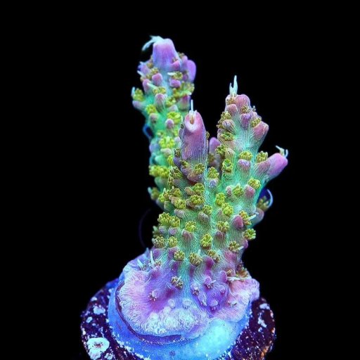 TSA The Fuzz Acropora coral