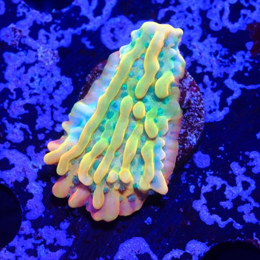 JF Beach Bum Montipora coral
