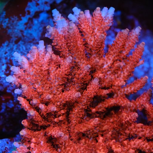 CB Maleficent Acropora coral