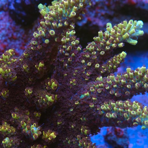 GB Fury Acropora coral