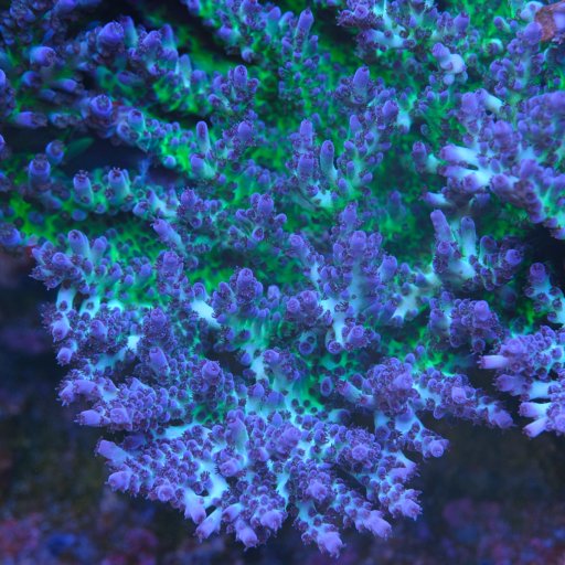 ORA Pearlberry Acropora coral