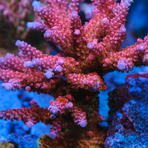 PC Rainbow Acropora coral