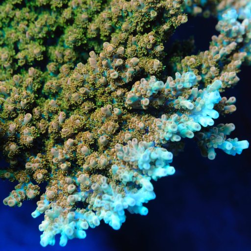 TSA Dan Aykroyd Acropora coral