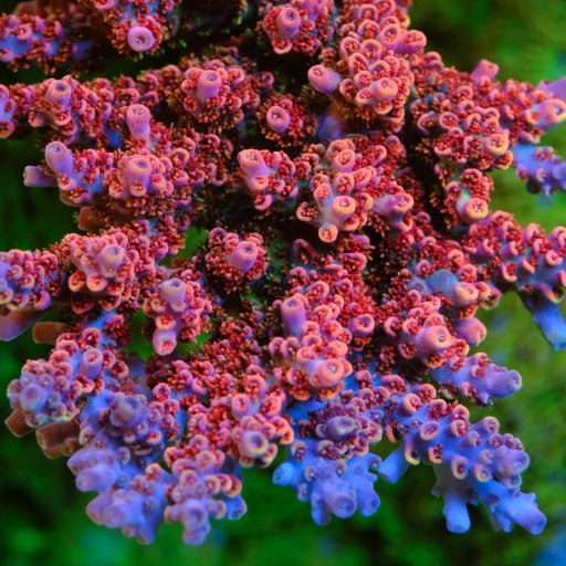 ORA Red Planet Acropora coral