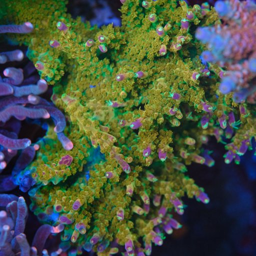 RR Rainbow Loom Acropora coral