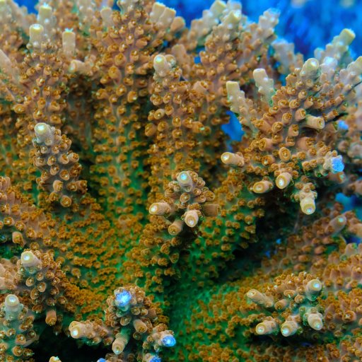 TGC Orange Creamsicle Acropora coral