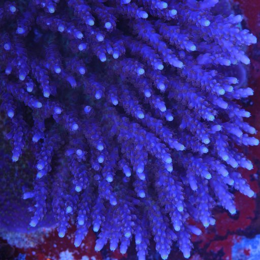 Tricolor Valida Acropora coral